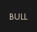 Bull