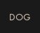 Dog